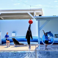 Gulfarium Marine Adventure Park - Fort Walton Beach