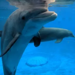 Gulfarium Marine Adventure Park - Fort Walton Beach