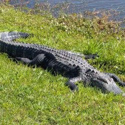 Depot Park - Gainesville