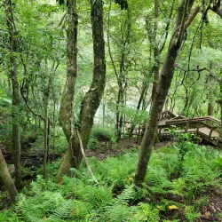 Devil's Millhopper Geological State Park - Gainesville