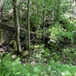 Devil's Millhopper Geological State Park - Gainesville