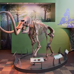 Florida Museum of Natural History - Gainesville