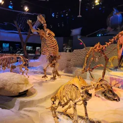 Florida Museum of Natural History - Gainesville