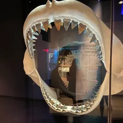 Florida Museum of Natural History - Gainesville