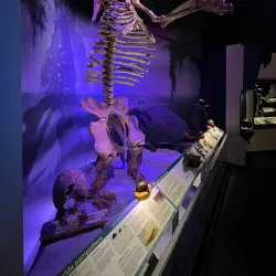 Florida Museum of Natural History - Gainesville