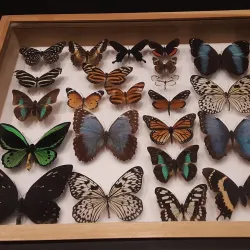 Florida Museum of Natural History - Gainesville