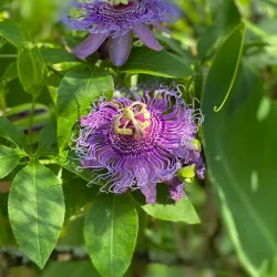 Kanapaha Botanical Gardens - Gainesville