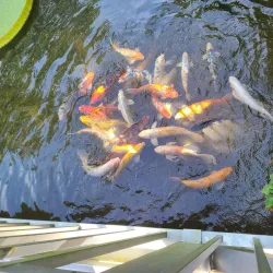 Kanapaha Botanical Gardens - Gainesville