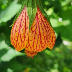 Kanapaha Botanical Gardens - Gainesville