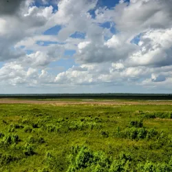 Paynes Prairie Preserve State Park - Gainesville