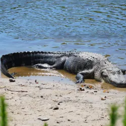 Paynes Prairie Preserve State Park - Gainesville