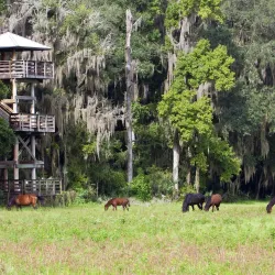 Paynes Prairie Preserve State Park - Gainesville