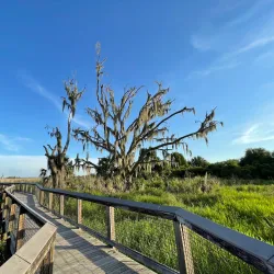 Paynes Prairie Preserve State Park - Gainesville