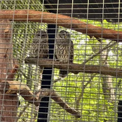 Santa Fe College Teaching Zoo - Gainesville