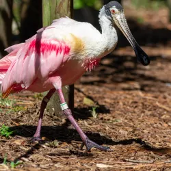 Santa Fe College Teaching Zoo - Gainesville