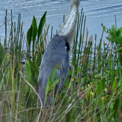 Sweetwater Wetlands Park - Gainesville
