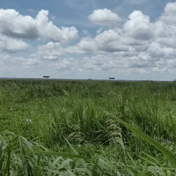 Sweetwater Wetlands Park - Gainesville
