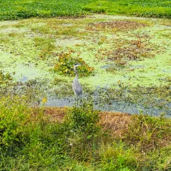 Sweetwater Wetlands Park - Gainesville