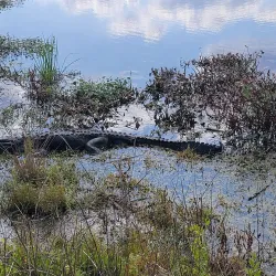 Sweetwater Wetlands Park - Gainesville