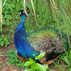 Chassahowitzka National Wildlife Refuge - Hernando