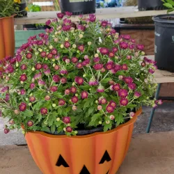 Hernando Farmers Market - Hernando