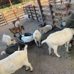 Amelia Earhart Park - Hialeah