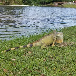 Amelia Earhart Park - Hialeah
