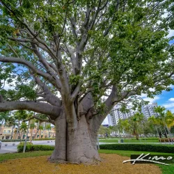 ArtsPark at Young Circle - Hollywood