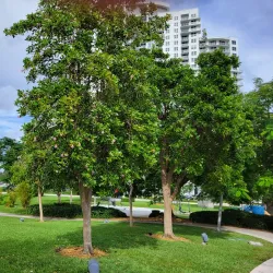 ArtsPark at Young Circle - Hollywood