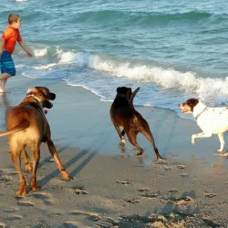 Hollywood Dog Beach - Hollywood