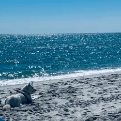 Hollywood Dog Beach - Hollywood