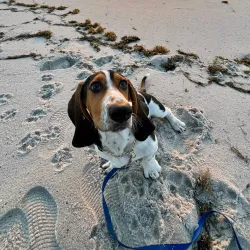 Hollywood Dog Beach - Hollywood