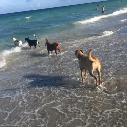 Hollywood Dog Beach - Hollywood