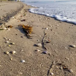 Hollywood Dog Beach - Hollywood