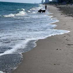 Hollywood Dog Beach - Hollywood