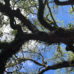 Topeekeegee Yugnee Park (TY Park) - Hollywood