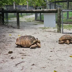 Everglades Alligator Farm - Homestead