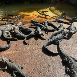 Everglades Alligator Farm - Homestead