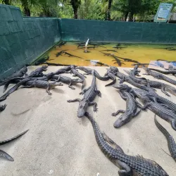 Everglades Alligator Farm - Homestead