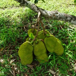 Fruit and Spice Park - Homestead