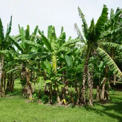 Fruit and Spice Park - Homestead