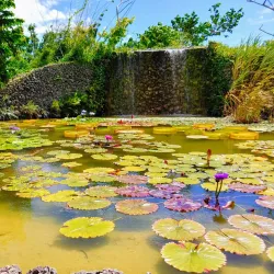 Fruit and Spice Park - Homestead