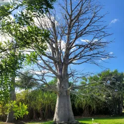Fruit and Spice Park - Homestead
