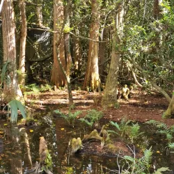 Clyde Butcher's Big Cypress Gallery - Inverness