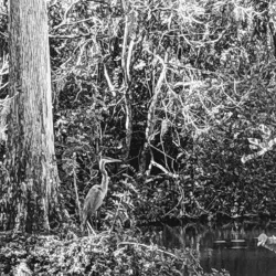 Clyde Butcher's Big Cypress Gallery - Inverness