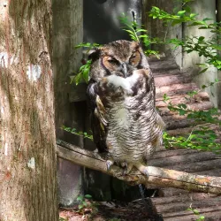 Homosassa Springs Wildlife State Park - Inverness