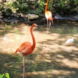 Homosassa Springs Wildlife State Park - Inverness
