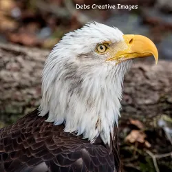 Homosassa Springs Wildlife State Park - Inverness