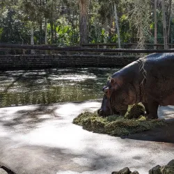 Homosassa Springs Wildlife State Park - Inverness