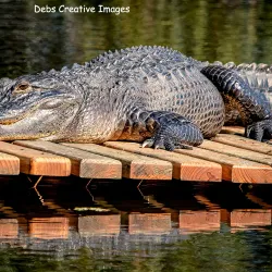 Homosassa Springs Wildlife State Park - Inverness